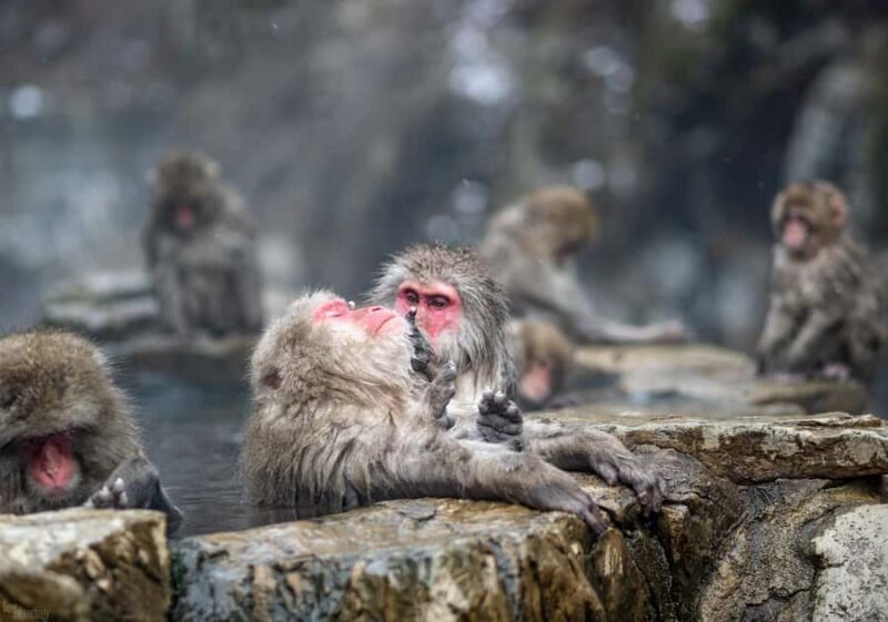Tokyo: Nagano Snow Monkeys and Zenko-ji Temple Day Trip - Final Thoughts