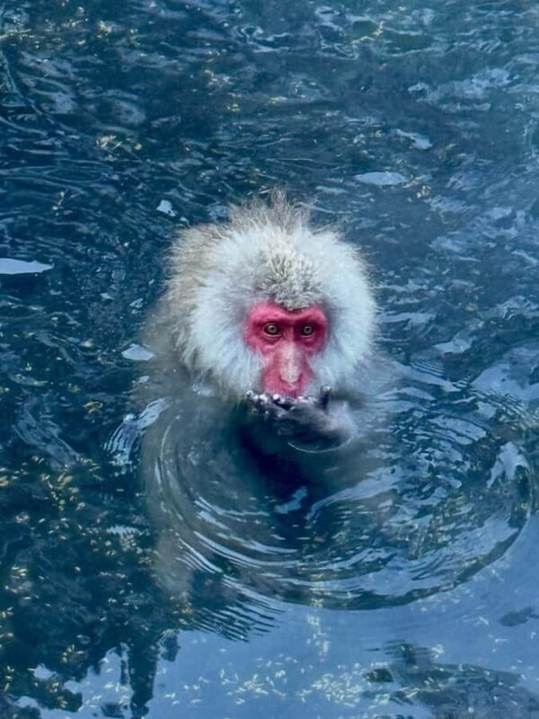 Tokyo: Nagano Snow Monkeys and Zenko-ji Temple Day Trip - In-Depth Itinerary Breakdown