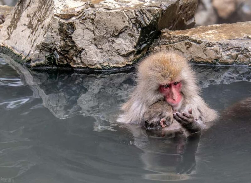 Tokyo: Nagano Snow Monkeys and Zenko-ji Temple Day Trip - Who Should Consider This Tour?