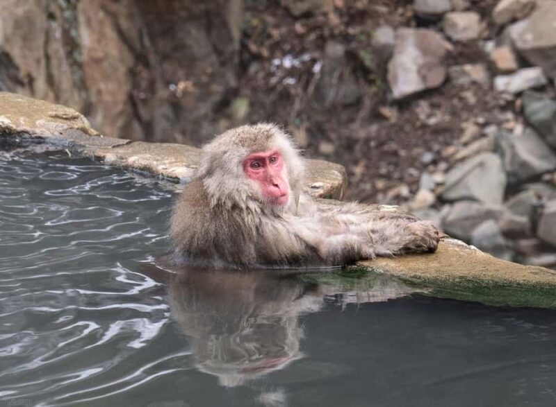 Tokyo: Nagano Snow Monkeys and Zenko-ji Temple Day Trip - The Sum Up