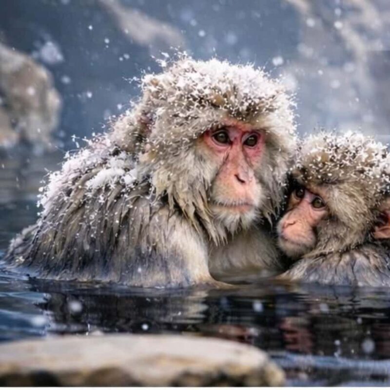 Tokyo/Nagano: Snow Monkeys Private Tour Full Customizable - The Sum Up