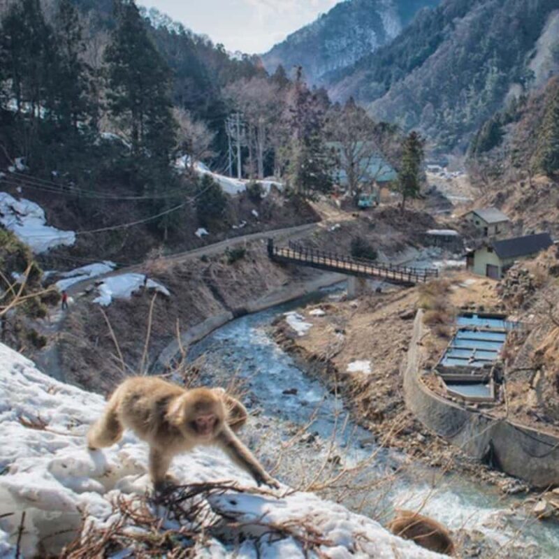 Tokyo/Nagano: Snow Monkeys Private Tour Full Customizable - FAQ