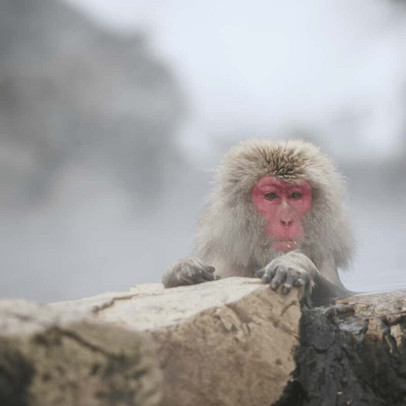 Tokyo / Nagano: Snow Monkeys Private Tour Hotel Pick & Drop - FAQ