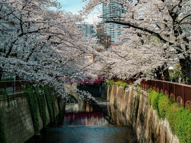 Tokyo: Nakameguro Sakura Riverside Walk with Street Stalls - Final Thoughts: Who Should Consider This Tour?