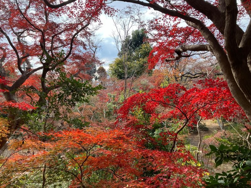 Tokyo Nature Walk and Cooking Class - Choosing ramen and gyoza or maki sushi