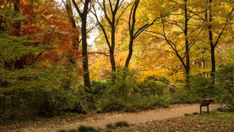 Tokyo Nature Walk: From City Parks to Neon Streets - Good To Know