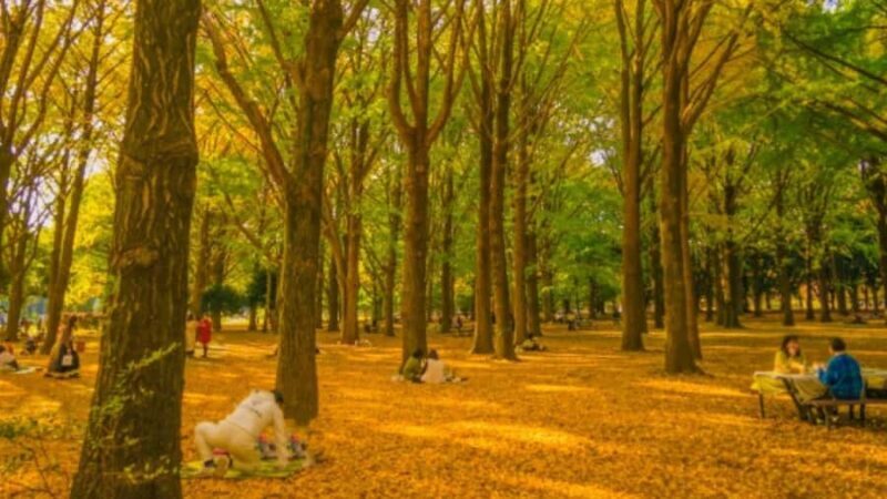 Tokyo Nature Walk: From City Parks to Neon Streets - Good To Know  