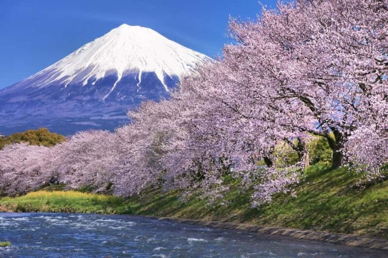 Tokyo: New Views of Mt. Fuji Cherry Blossoms & Tea Picking - Good To Know