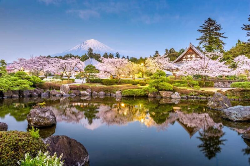 Tokyo: New Views of Mt. Fuji Cherry Blossoms & Tea Picking - The Experience: Pros and Cons