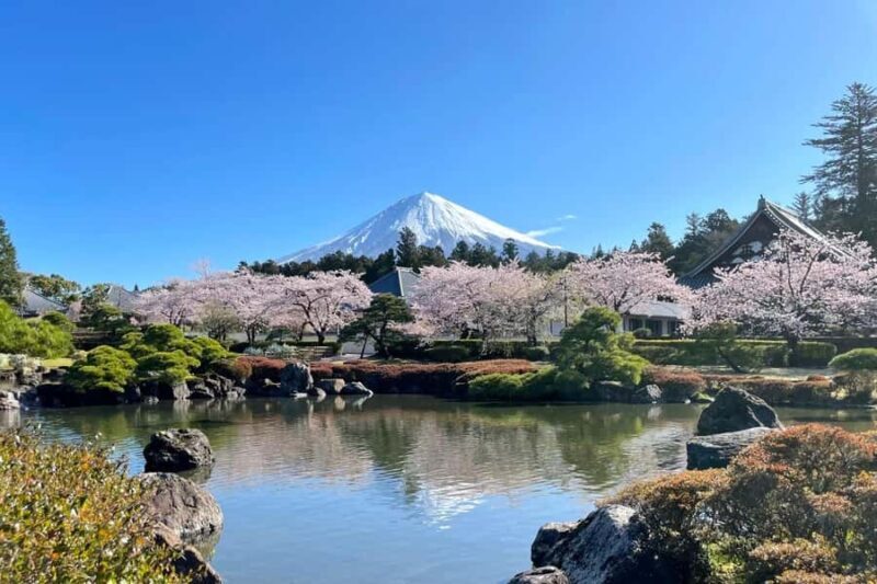 Tokyo: New Views of Mt. Fuji Cherry Blossoms & Tea Picking - The Value of This Tour