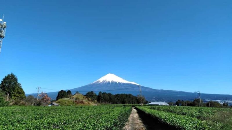 Tokyo: New Views of Mt. Fuji Cherry Blossoms & Tea Picking - Final Thoughts