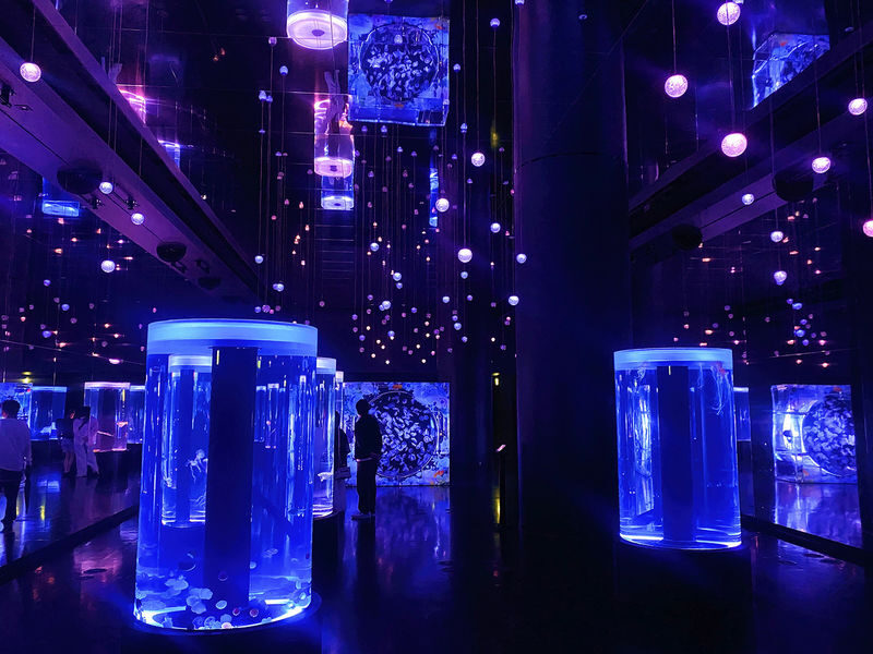 Tokyo: Night Electric Bike Tour with Tokyo Tower and Dolphin Show - Who gets the best value from this tour