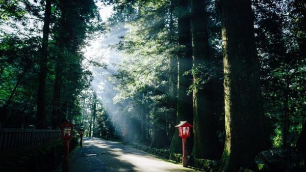 Tokyo: Onsen, Arts, and Nature Day Trip to Fuji and Hakone - Relaxation at Tenzan Onsen