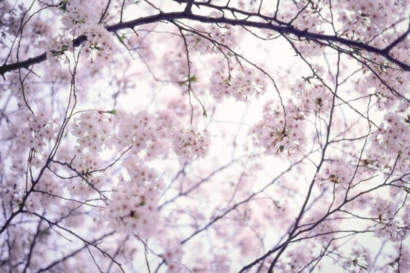 Tokyo: Photography Masterclass - Private Photo Lesson - An In-Depth Look at What You Can Expect