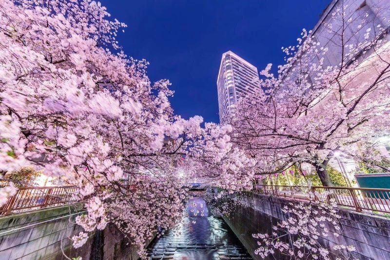 Tokyo Private Chartered Car Day Tour (Customizable Itinerary) - Driver service can make or break the day