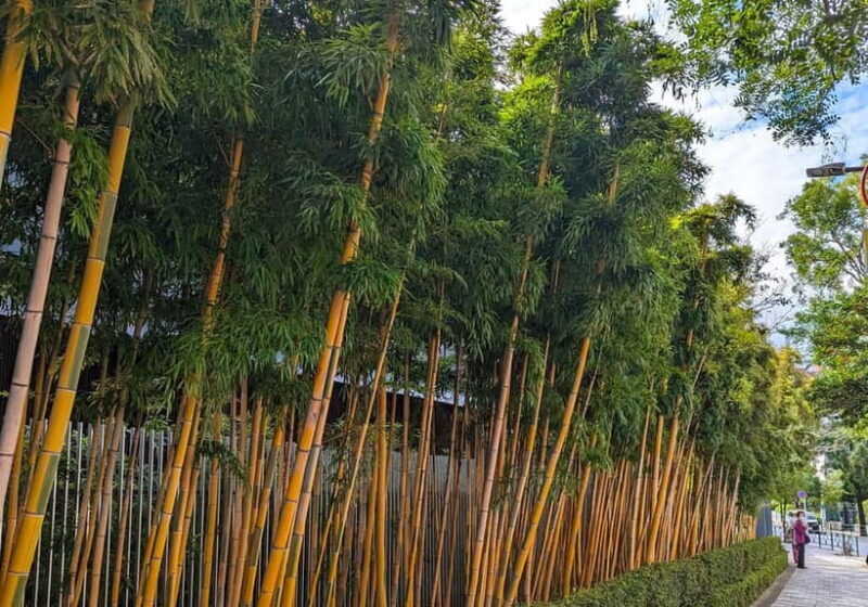 Tokyo: Private Morning Run with Sento Bath Experience - FAQ