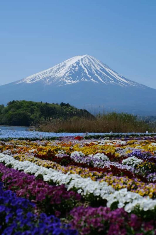 Tokyo: Private Mt. Fuji and Shibazakura Spring Tour - The Practical Side: What You Need to Know