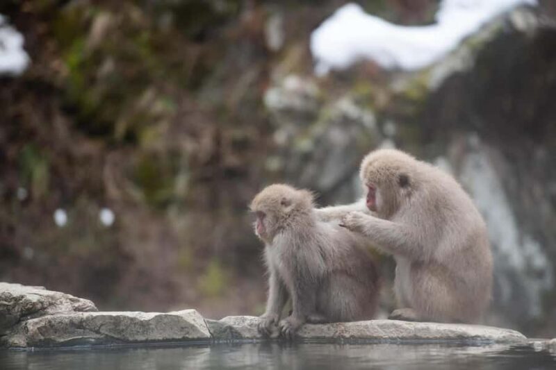 Tokyo: Private Nagano Zenko-ji & Snow Monkeys Day Trip - Good To Know