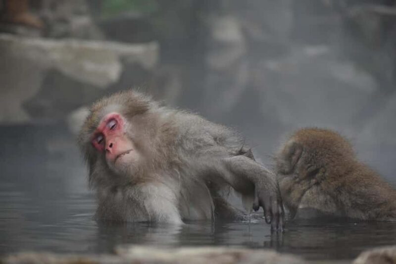 Tokyo: Private Nagano Zenko-ji & Snow Monkeys Day Trip - Encounter the Snow Monkeys in Jigokudani