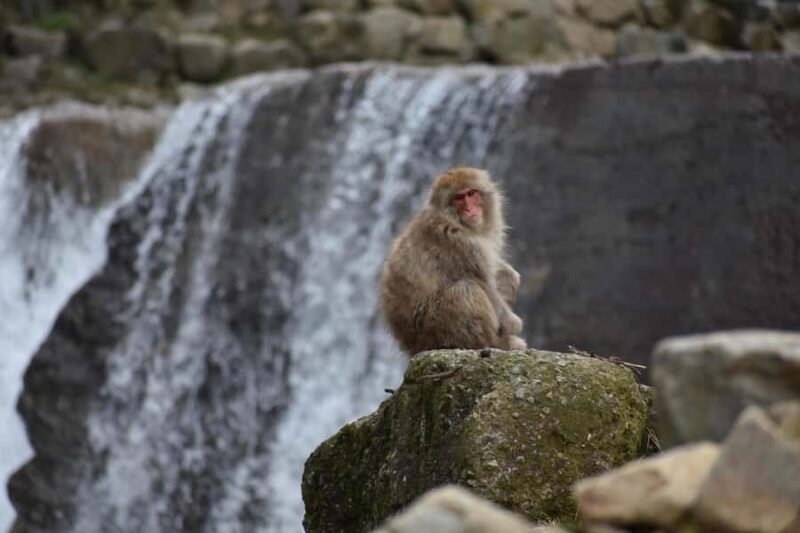 Tokyo: Private Nagano Zenko-ji & Snow Monkeys Day Trip - Long Drive, But Worth It