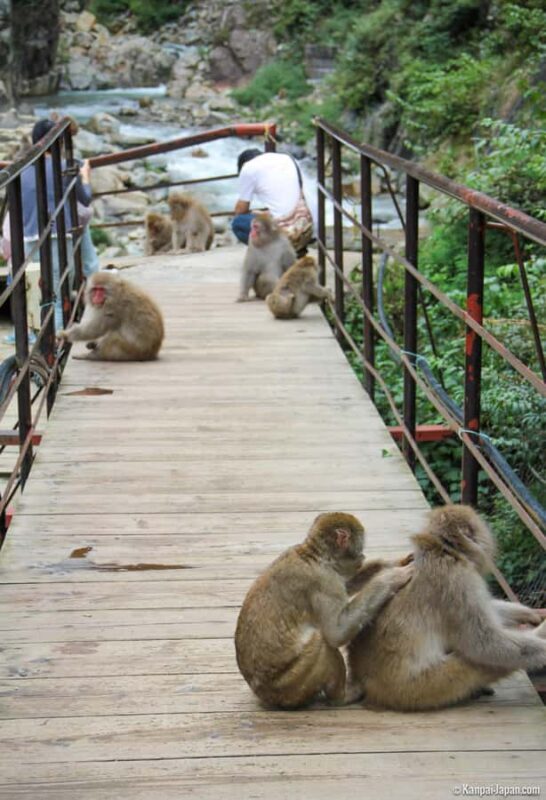 Tokyo: Private Tour to Nagano with Snow Monkeys - Authentic Experiences and Traveler Insights  