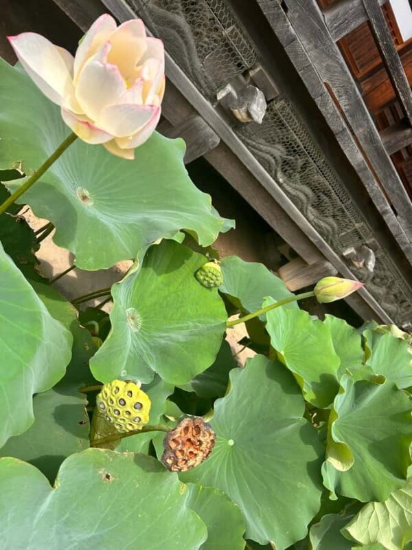 TOKYO: Professional Gardener Guides Gardens by E-bike -BASIC - FAQ