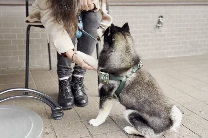 Tokyo Shiba Inu Walk | Picnic with Ginta at Edo Castle Gardens - Exploring the Route and Highlights