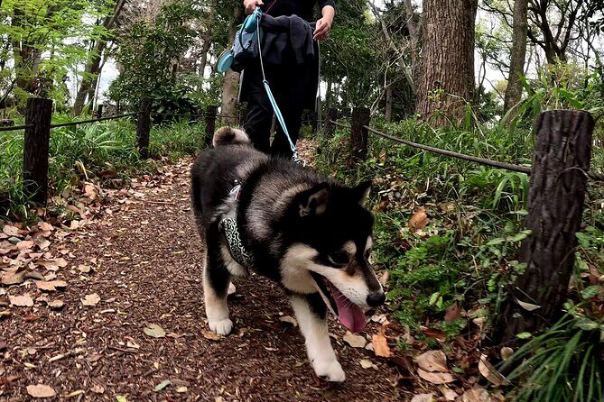Tokyo Shiba Inu Walk | Picnic with Ginta at Edo Castle Gardens - Who Will Enjoy This Tour?