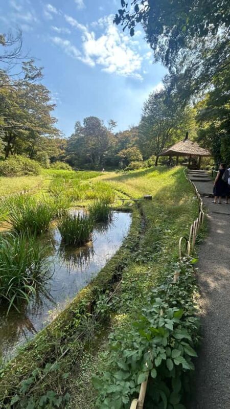 Tokyo: Shibuya, Harajuku & Meiji Shrine Walking Tour - The Sacred Calm of Meiji Shrine
