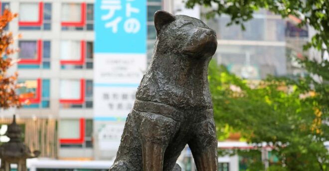 Tokyo: Shibuya Walking Tour With Crossing & Hachiko Statue - Booking Information