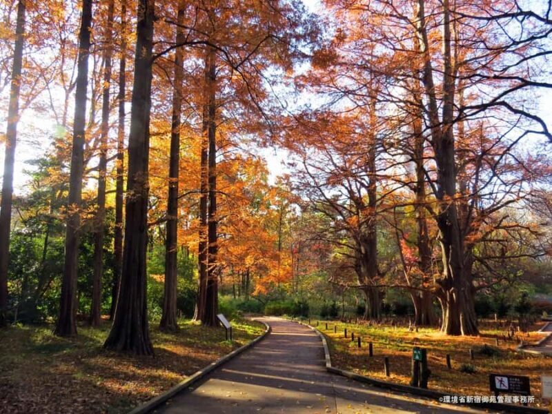 Tokyo: Shinjuku Gyoen Autumn Leaves Stroll (Entry Included) - FAQ