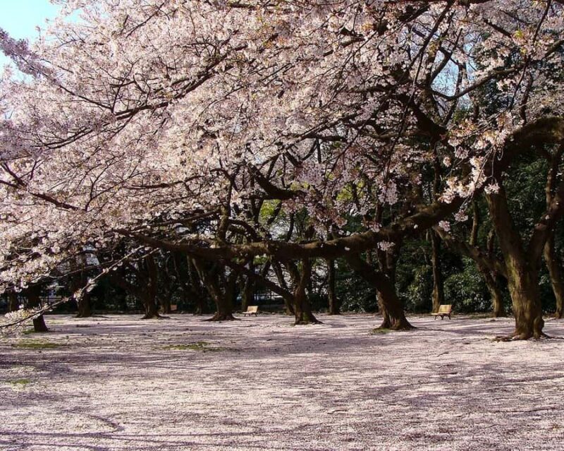Tokyo: Shinjuku Gyoen Cherry Blossom Tour & Entry - Good To Know
