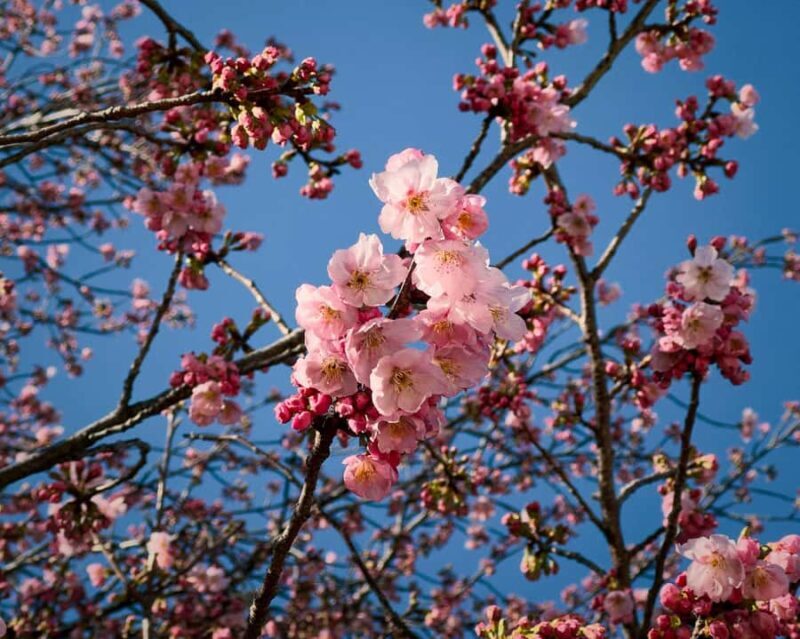 Tokyo: Shinjuku Gyoen Cherry Blossom Tour & Entry - The Cherry Blossoms: Varieties and Timing