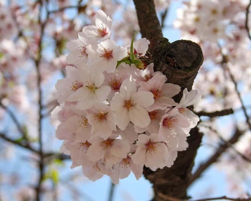 Tokyo: Shinjuku Gyoen Cherry Blossom Tour & Entry - Practical Details and What’s Included
