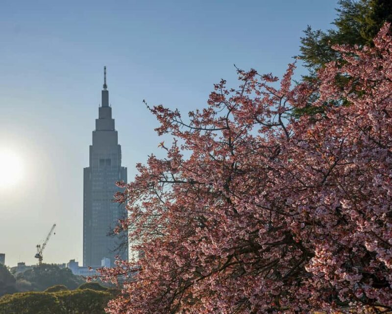 Tokyo: Shinjuku Gyoen Cherry Blossom Tour & Entry - FAQ
