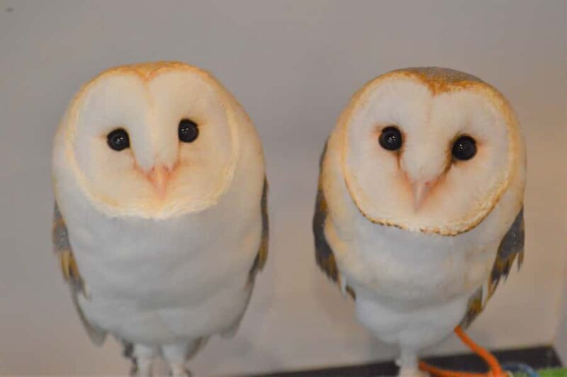 Tokyo: Shinjuku Gyoen, Meiji Shrine, and Shibuya Tour - A Detailed Look at the Tour’s Highlights