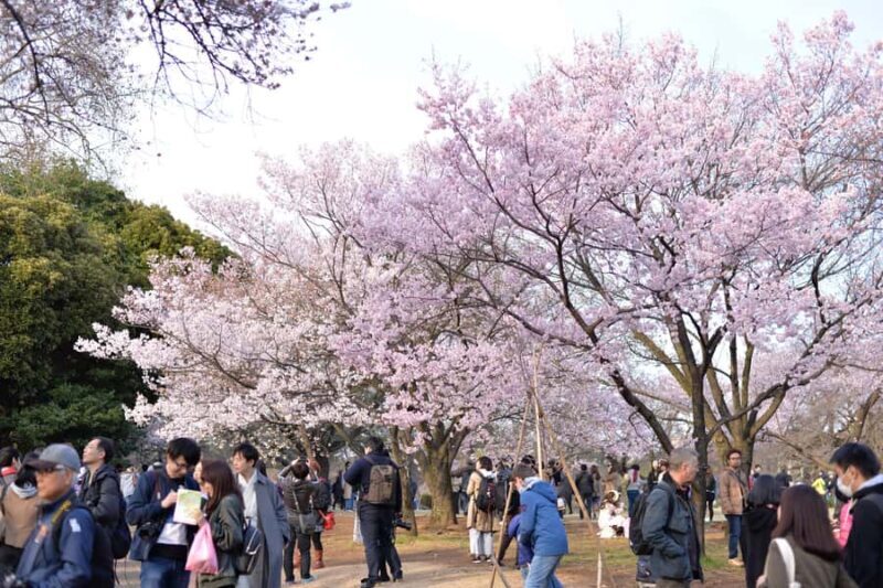 Tokyo: Shinjuku Gyoen National Garden Guided Walking Tour - Good To Know