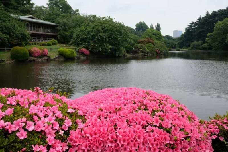 Tokyo: Shinjuku Gyoen National Garden Guided Walking Tour - An In-Depth Look at the Shinjuku Gyoen Guided Tour