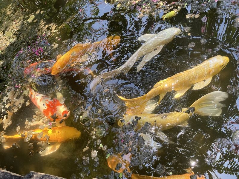 Tokyo: Small-group Imperial Palace Historical Walking Tour - Practical details to know before booking