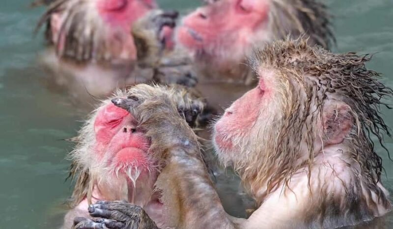 Tokyo: Snow Monkey and Nagano One-Day Private Tour - An In-Depth Look at What to Expect