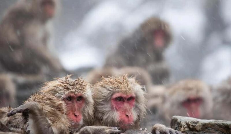 Tokyo: Snow Monkey and Nagano One-Day Private Tour - An In-Depth Look at What to Expect