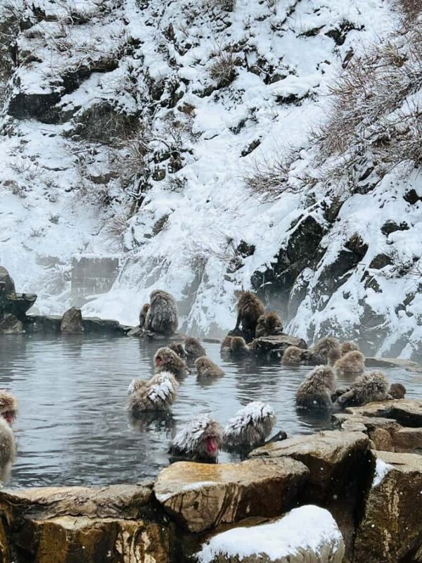 Tokyo: Snow Monkey & Nagano Customizable Private Day Tour - Who Should Consider This Tour?