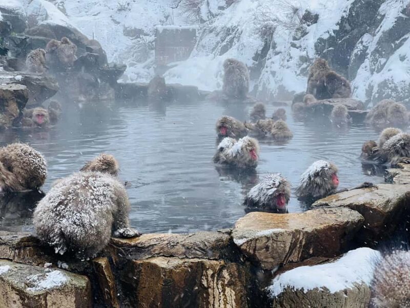 Tokyo: Snow Monkey & Nagano Customizable Private Day Tour - FAQ