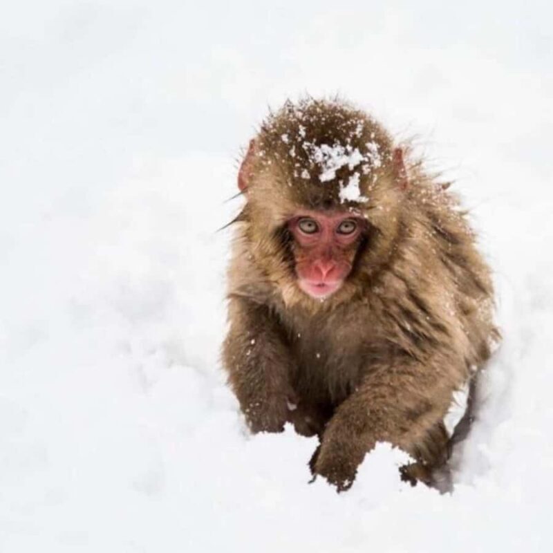 Tokyo: Snow Monkey Park and Zenkoji Temple Private Day Tour - Is This Tour Worth It?