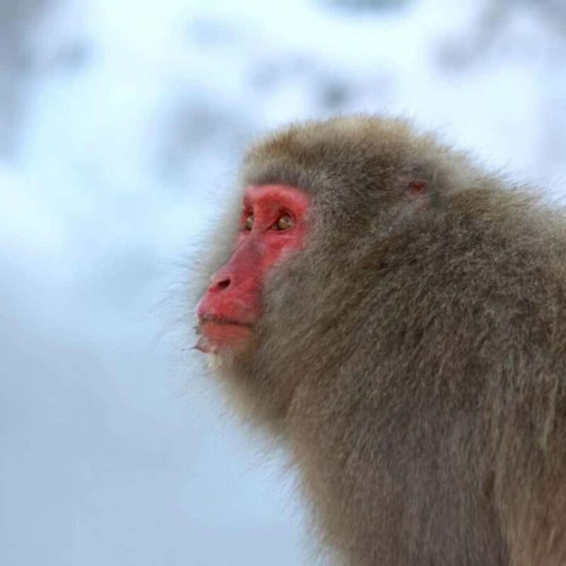 Tokyo: Snow Monkey Park and Zenkoji Temple Private Day Tour - FAQ