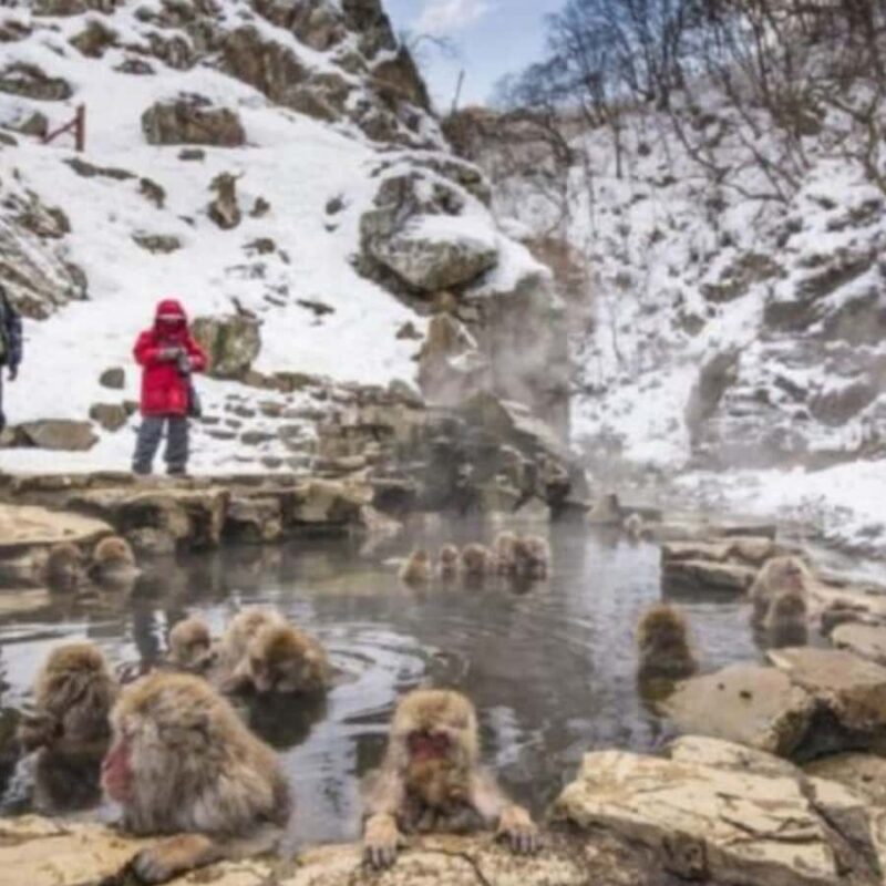 Tokyo: Snow Monkey Park and Zenkoji Temple Private Day Tour - Good To Know