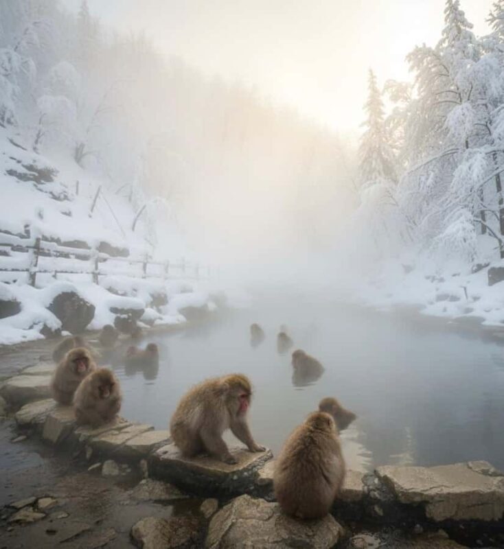 Tokyo: Snow Monkey Park & Nagano Highlights Private Trip - Final Thoughts