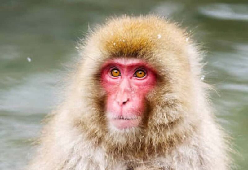 Tokyo: Snow Monkey Park Private Customize Tour English Guide - Good To Know