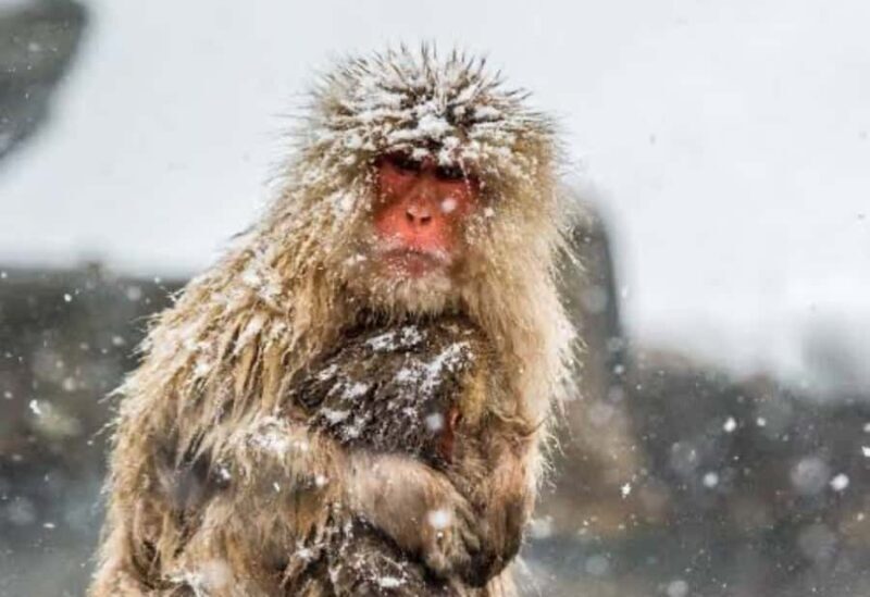 Tokyo: Snow Monkey Park Private Customize Tour English Guide - FAQ