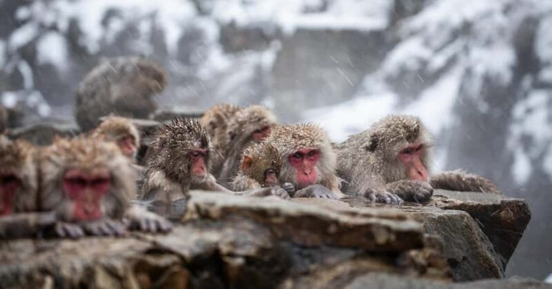Tokyo: Snow Monkey Park Private Tour Customizable Day Trip - Good To Know